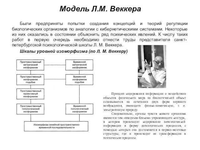 Модель Л.М. Веккера Были предприняты попытки создания концепций и теорий регуляции биологических