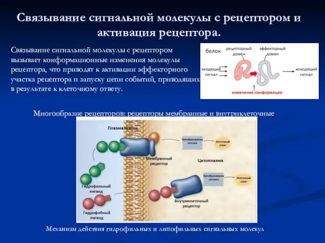 Связывание сигнальной молекулы с рецептором и активация рецептора. Механизм действия гидрофильных и