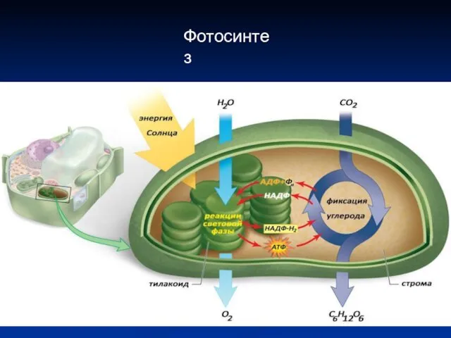 Фотосинтез