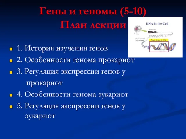 Гены и геномы (5-10) План лекции 1. История изучения генов 2. Особенности