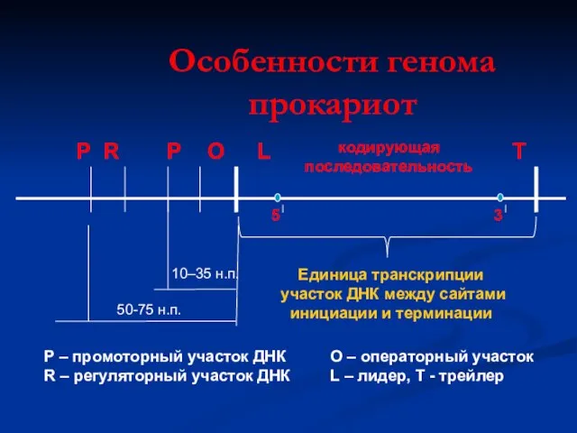 Особенности генома прокариот Р R Р О L 5 кодирующая последовательность 3