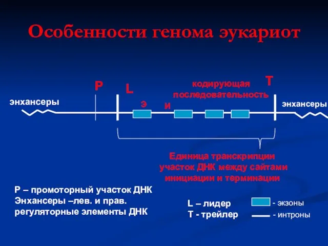 Особенности генома эукариот Р L кодирующая последовательность T Единица транскрипции участок ДНК