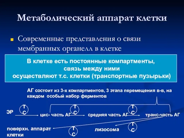 Метаболический аппарат клетки Современные представления о связи мембранных органелл в клетке В