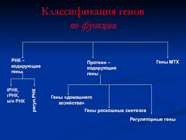 Классификация генов по функции РНК – кодирующие гены Протеин – кодирующие гены