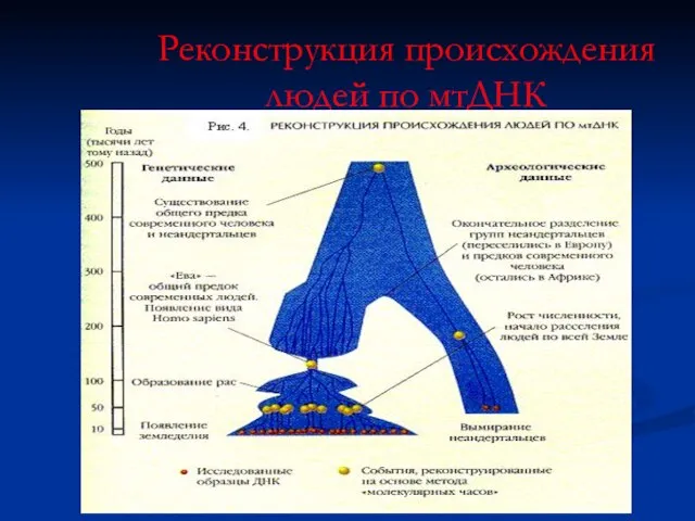 Реконструкция происхождения людей по мтДНК