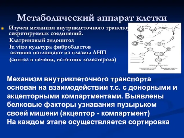 Метаболический аппарат клетки Изучен механизм внутриклеточного транспорта секретируемых соединений. Клатриновый эндоцитоз In