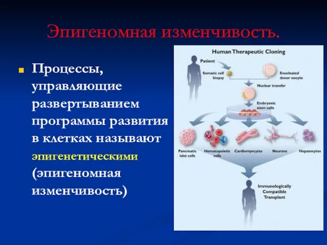 Эпигеномная изменчивость. Процессы, управляющие развертыванием программы развития в клетках называют эпигенетическими (эпигеномная изменчивость)