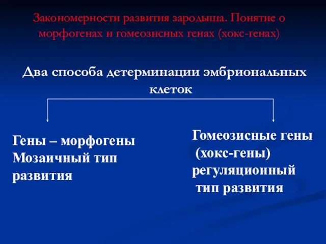 Закономерности развития зародыша. Понятие о морфогенах и гомеозисных генах (хокс-генах) Два способа