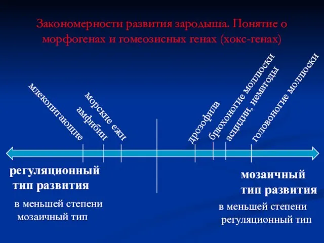 Закономерности развития зародыша. Понятие о морфогенах и гомеозисных генах (хокс-генах) мозаичный тип