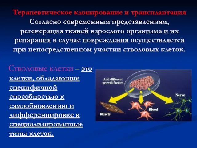 Терапевтическое клонирование и трансплантация Согласно современным представлениям, регенерация тканей взрослого организма и