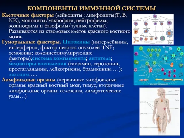 КОМПОНЕНТЫ ИММУННОЙ СИСТЕМЫ Клеточные факторы (лейкоциты : лимфоциты(Т, В, NK), моноциты/макрофаги, нейтрофилы,