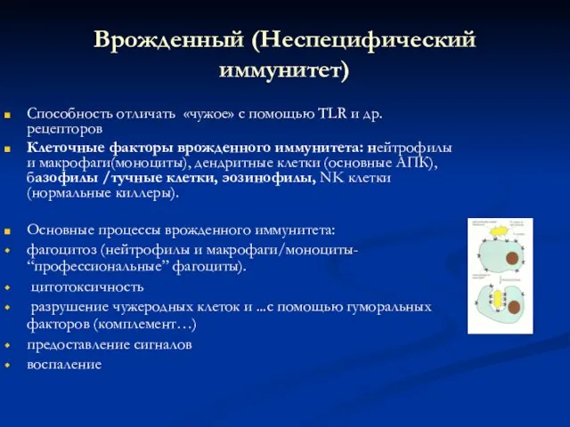 Врожденный (Неспецифический иммунитет) Способность отличать «чужое» с помощью TLR и др. рецепторов