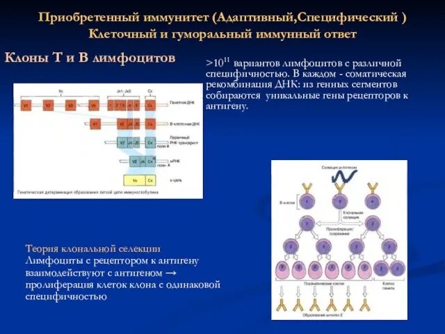 Приобретенный иммунитет (Адаптивный,Специфический ) Клеточный и гуморальный иммунный ответ Клоны Т и