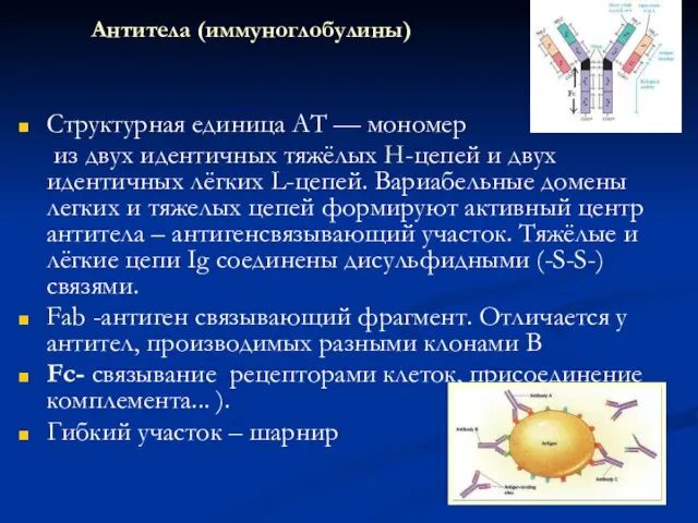 Антитела (иммуноглобулины) Структурная единица AT — мономер из двух идентичных тяжёлых Н-цепей