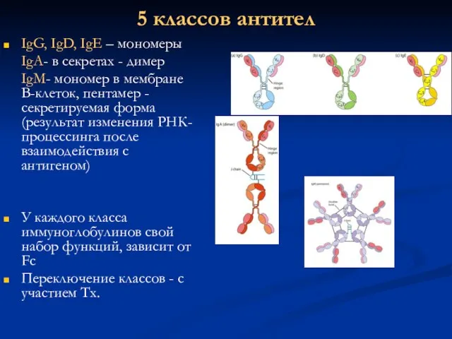 5 классов антител IgG, IgD, IgE – мономеры IgA- в секретах -