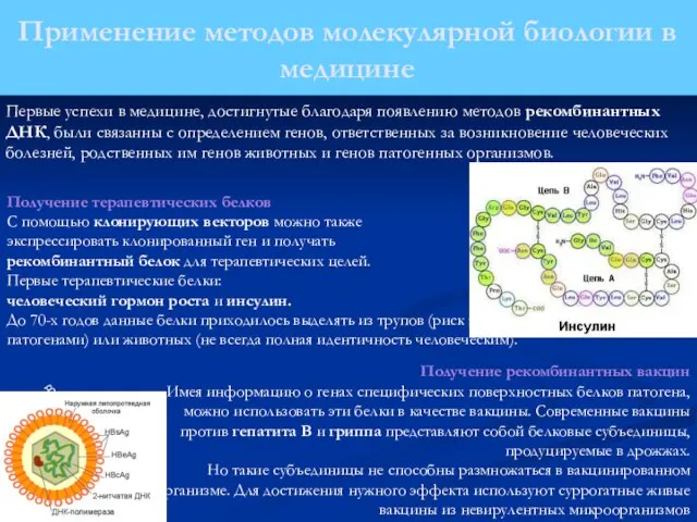 Получение терапевтических белков С помощью клонирующих векторов можно также экспрессировать клонированный ген