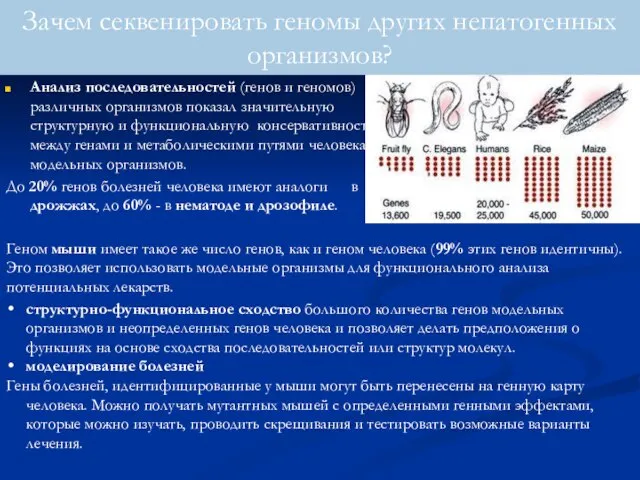 Анализ последовательностей (генов и геномов) различных организмов показал значительную структурную и функциональную