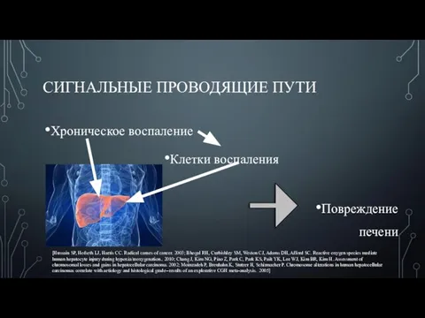 СИГНАЛЬНЫЕ ПРОВОДЯЩИЕ ПУТИ Хроническое воспаление Клетки воспаления Повреждение печени [Hussain SP, Hofseth