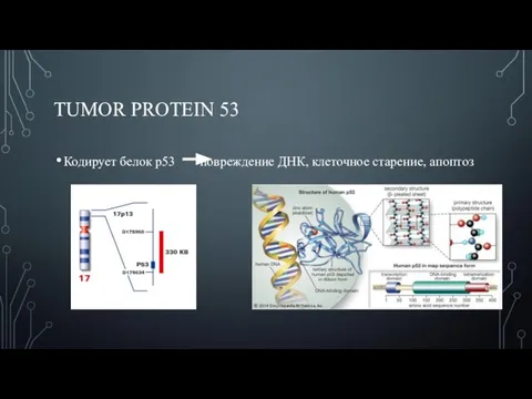 TUMOR PROTEIN 53 Кодирует белок р53 повреждение ДНК, клеточное старение, апоптоз