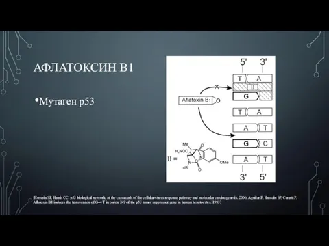 АФЛАТОКСИН В1 Мутаген р53 [Hussain SP, Harris CC. p53 biological network: at