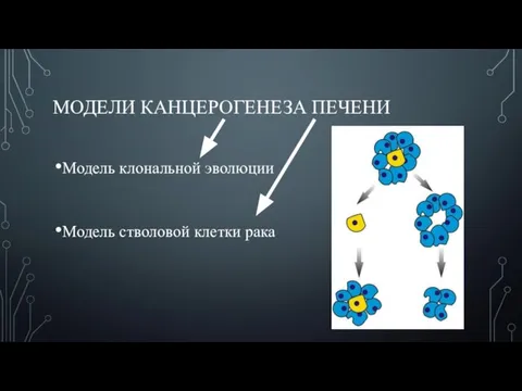 МОДЕЛИ КАНЦЕРОГЕНЕЗА ПЕЧЕНИ Модель клональной эволюции Модель стволовой клетки рака