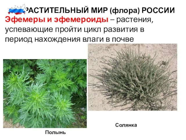 3. РАСТИТЕЛЬНЫЙ МИР (флора) РОССИИ Эфемеры и эфемероиды – растения, успевающие пройти