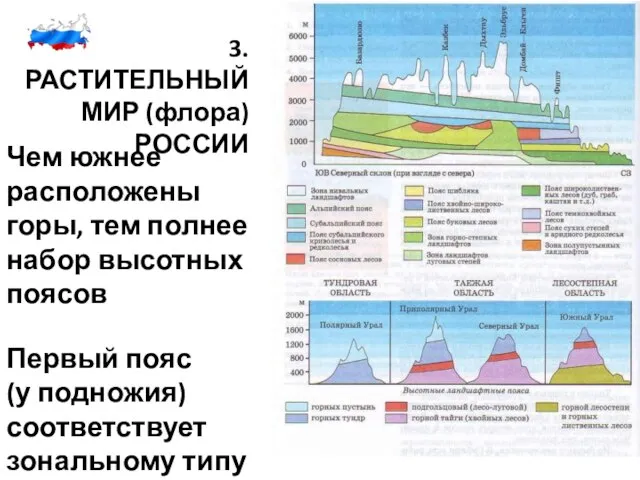 3. РАСТИТЕЛЬНЫЙ МИР (флора) РОССИИ Чем южнее расположены горы, тем полнее набор