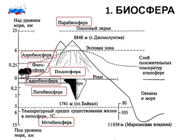 1. БИОСФЕРА Педосфера