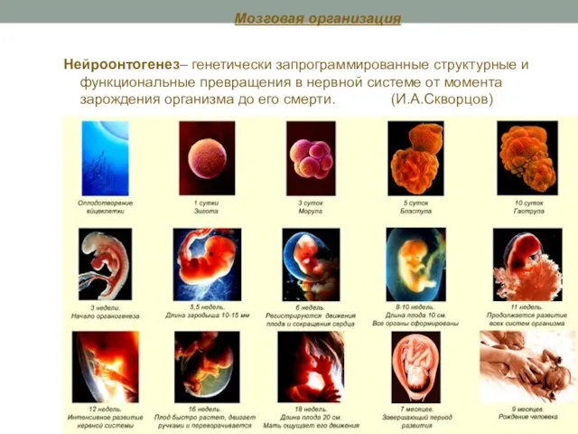 Мозговая организация Нейроонтогенез– генетически запрограммированные структурные и функциональные превращения в нервной системе