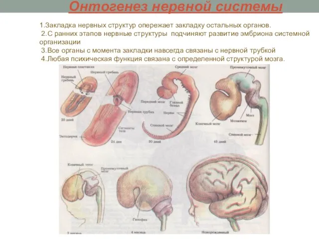 Онтогенез нервной системы 1.Закладка нервных структур опережает закладку остальных органов. 2.С ранних