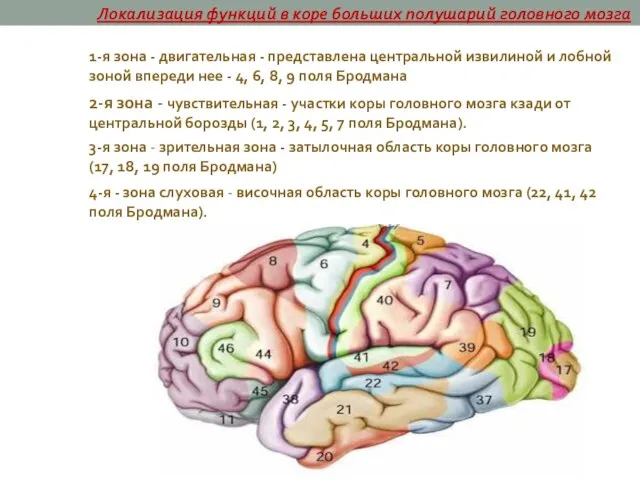 1-я зона - двигательная - представлена центральной извилиной и лобной зоной впереди