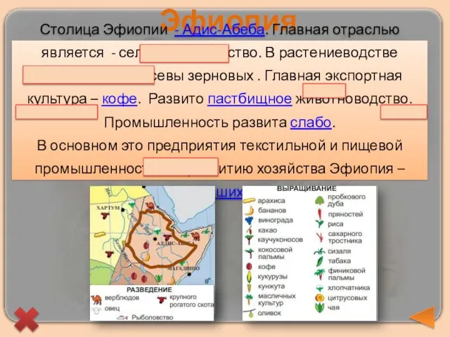 Эфиопия Столица Эфиопии - Адис-Абеба. Главная отраслью является - сельское хозяйство. В