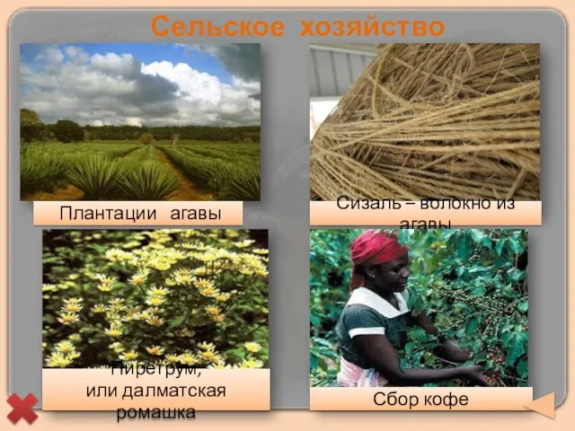 Сельское хозяйство Плантации агавы Сизаль – волокно из агавы Пиретрум, или далматская ромашка Сбор кофе