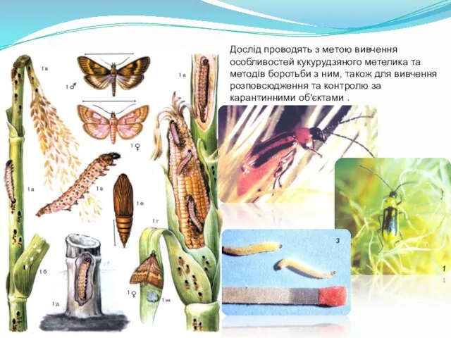 Дослід проводять з метою вивчення особливостей кукурудзяного метелика та методів боротьби з