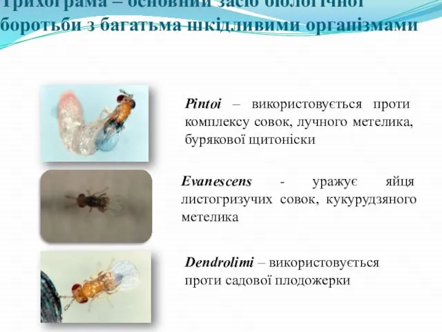 Трихограма – основний засіб біологічної боротьби з багатьма шкідливими організмами Pintoi –