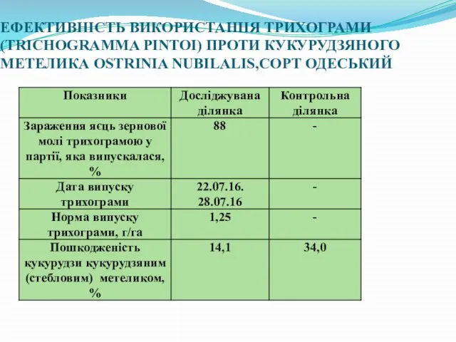 ЕФЕКТИВНІСТЬ ВИКОРИСТАННЯ ТРИХОГРАМИ (TRICHOGRAMMA PINTOI) ПРОТИ КУКУРУДЗЯНОГО МЕТЕЛИКА OSTRINIA NUBILALIS,СОРТ ОДЕСЬКИЙ