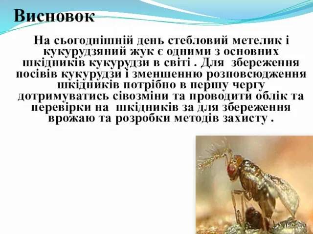 Висновок На сьогоднішній день стебловий метелик і кукурудзяний жук є одними з