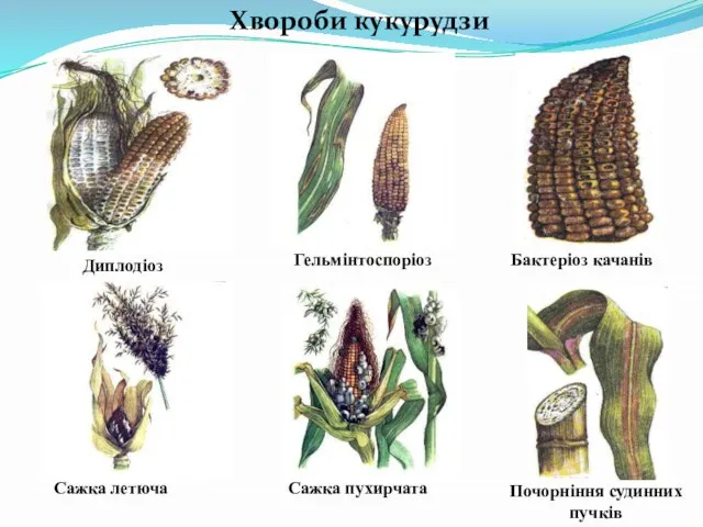 Сажка пухирчата Диплодіоз Бактеріоз качанів Почорніння судинних пучків Сажка летюча Гельмінтоспоріоз Хвороби кукурудзи