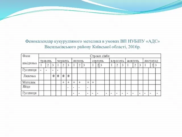 Фенокалендар кукурудзяного метелика в умовах ВП НУБіПУ «АДС» Васильківського району Київської області, 2016р.