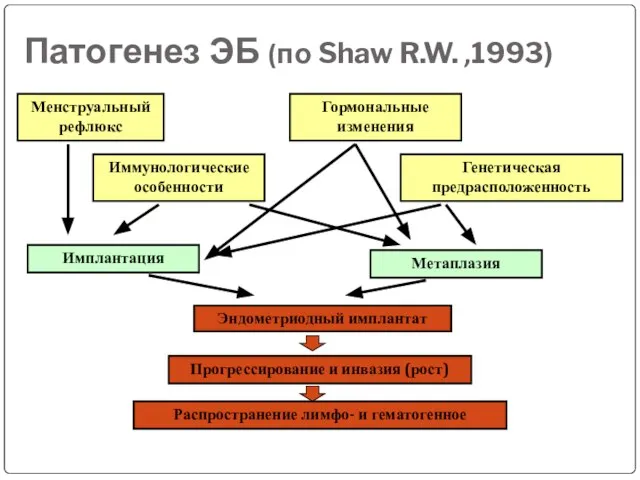 Патогенез ЭБ (по Shaw R.W. ,1993) Менструальный рефлюкс Иммунологические особенности Гормональные изменения