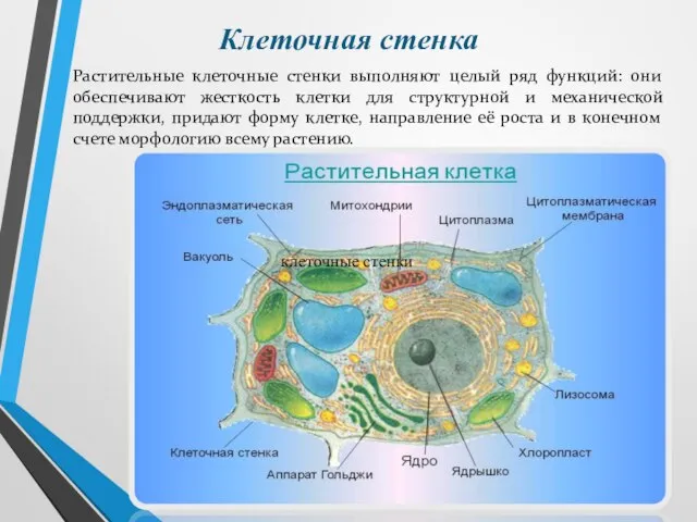 Клеточная стенка Растительные клеточные стенки выполняют целый ряд функций: они обеспечивают жесткость