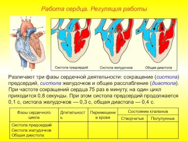 Работа сердца. Регуляция работы Различают три фазы сердечной деятельности: сокращение (систола) предсердий,