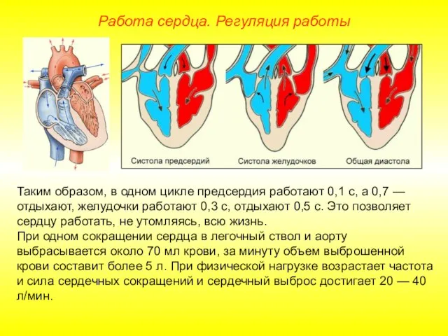 Работа сердца. Регуляция работы Таким образом, в одном цикле предсердия работают 0,1