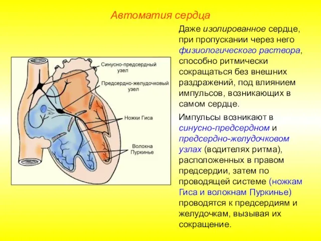 Автоматия сердца Даже изолированное сердце, при пропускании через него физиологического раствора, способно