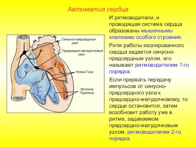 Автоматия сердца И ритмоводители, и проводящая система сердца образованы мышечными клетками особого
