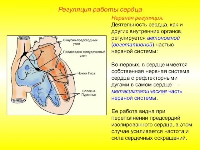 Регуляция работы сердца Нервная регуляция. Деятельность сердца, как и других внутренних органов,