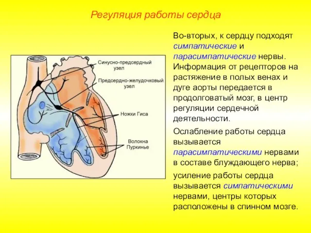 Регуляция работы сердца Во-вторых, к сердцу подходят симпатические и парасимпатические нервы. Информация