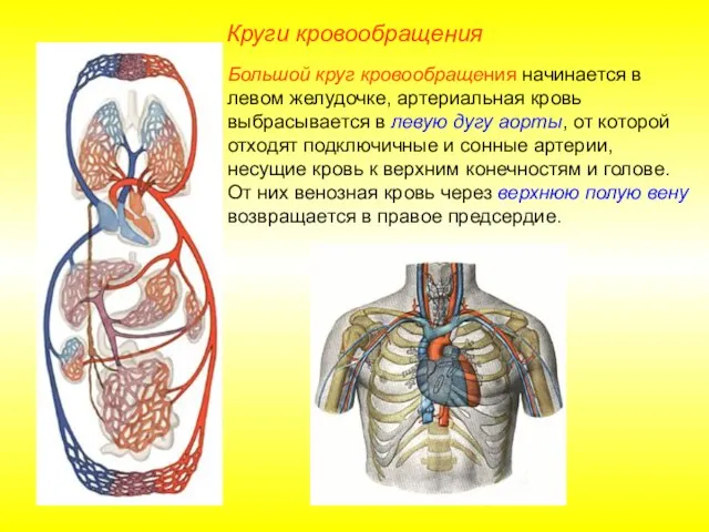 Круги кровообращения Большой круг кровообращения начинается в левом желудочке, артериальная кровь выбрасывается