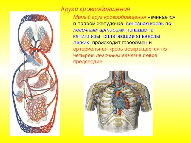 Круги кровообращения Малый круг кровообращения начинается в правом желудочке, венозная кровь по