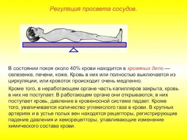 Регуляция просвета сосудов. В состоянии покоя около 40% крови находится в кровяных